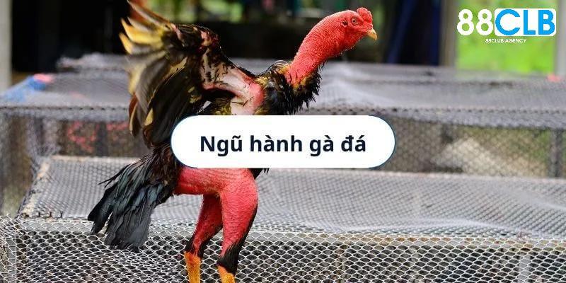 Xem ngũ hành của chiến binh để tăng tỷ lệ thắng